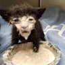 soup