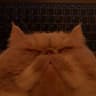 Luffey