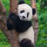 Team Zoo | El_Faking_Panda