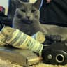 catwithmoneygaming123