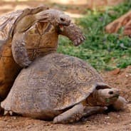 MagicTurtle