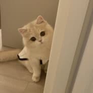 Zykis