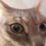 Joshy The Cat