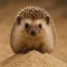 Dersand Igel