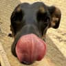 Dark Dog