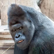 Coolest Monkey In The Jungle