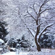 placid