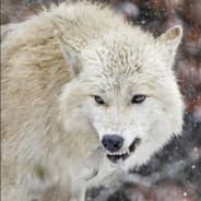 Lobo Malvado