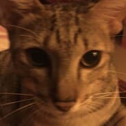 Loki