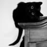 Ginette