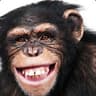 Ape