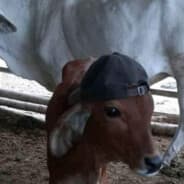 lil calf