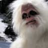 The Great White Yetti