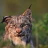 lynx