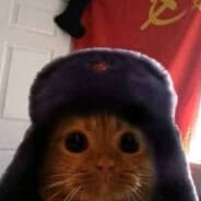 Russian Cat