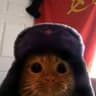 Russian Cat