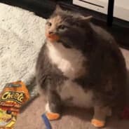 Fatty
