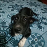 Bitebite