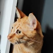 Lluís