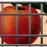 Bad Peach