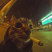 Meow