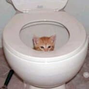 Toilet Cat
