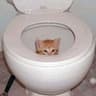 Toilet Cat