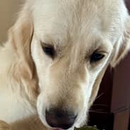 GOLDEN retriever