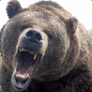 Haram Crack Bär