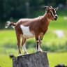 Goatmoney