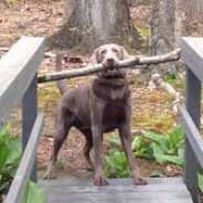 goodest boy