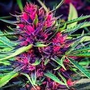 WeeD d-,-b
