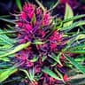 WeeD d-,-b