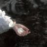 garder le pêche