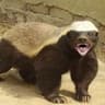 Rato Esquilo