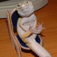 Gecko With a Glock