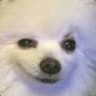 GabeTheBork