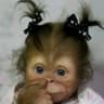 Glazika_
