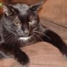Gato