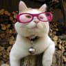 Kitty ???????????? (=^‥^=)