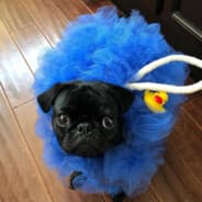 Puggo