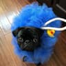 Puggo