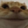 HappiNeko