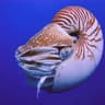 A Naughty Nautilus