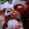 Gizmo