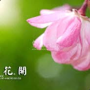 ID花開