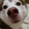wujo