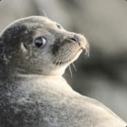 Pigeon_(buying skins)