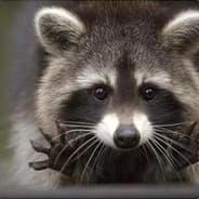 Gabriel “Super Raccoon” Tole