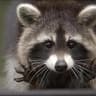 Gabriel “Super Raccoon” Tole